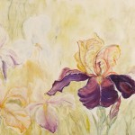 Fouillis d'iris